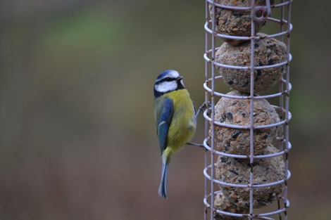 Blue tit on a feeder